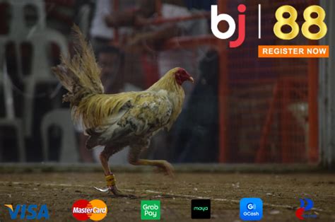 karyo in sabong|How Karyo Works in Sabong – BJ88 SABONG.